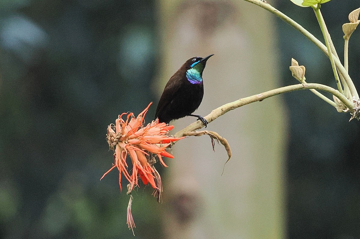 Green-throated Sunbird - ML643631739