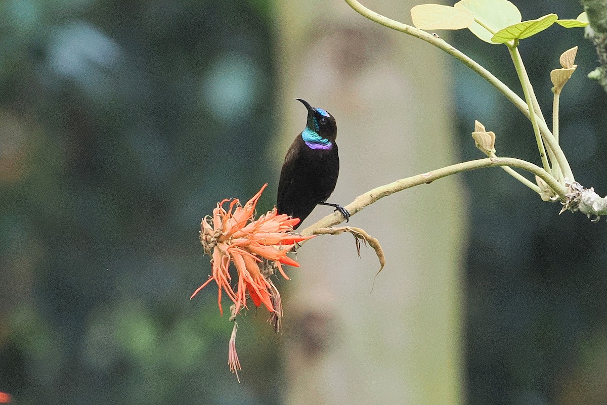 Green-throated Sunbird - ML643631740
