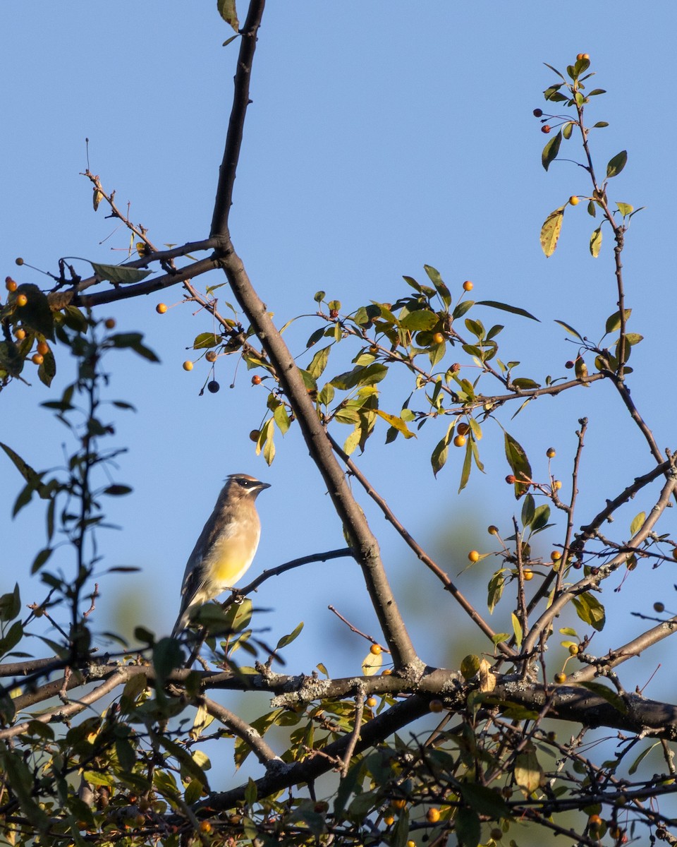 Cedar Waxwing - ML643631746