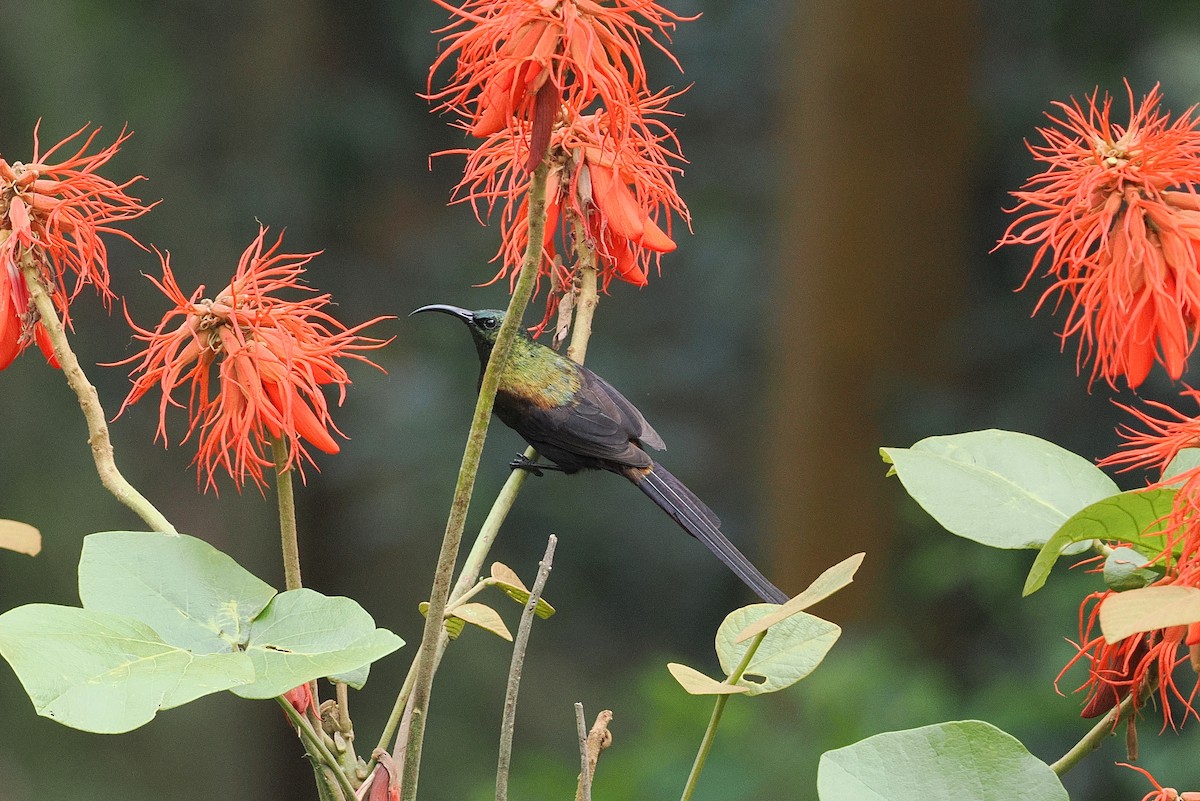 Bronze Sunbird - ML643631747