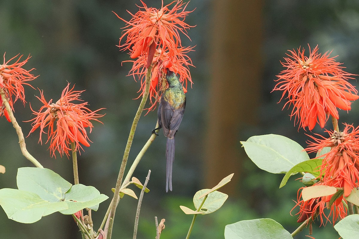 Bronze Sunbird - ML643631748