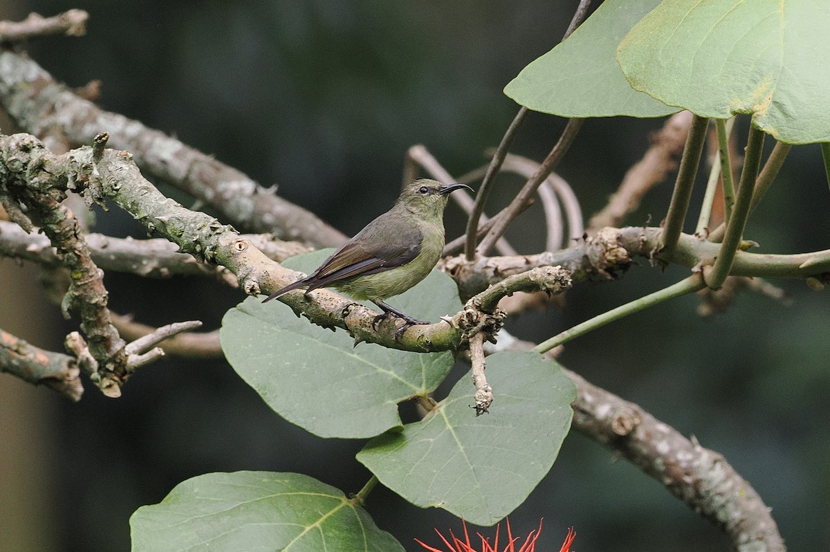 Northern Double-collared Sunbird - ML643631765