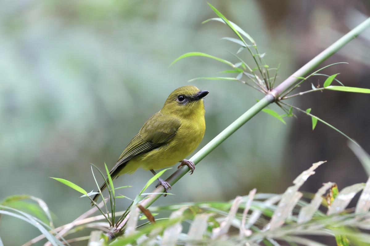 Bornean Whistler - ML643631771