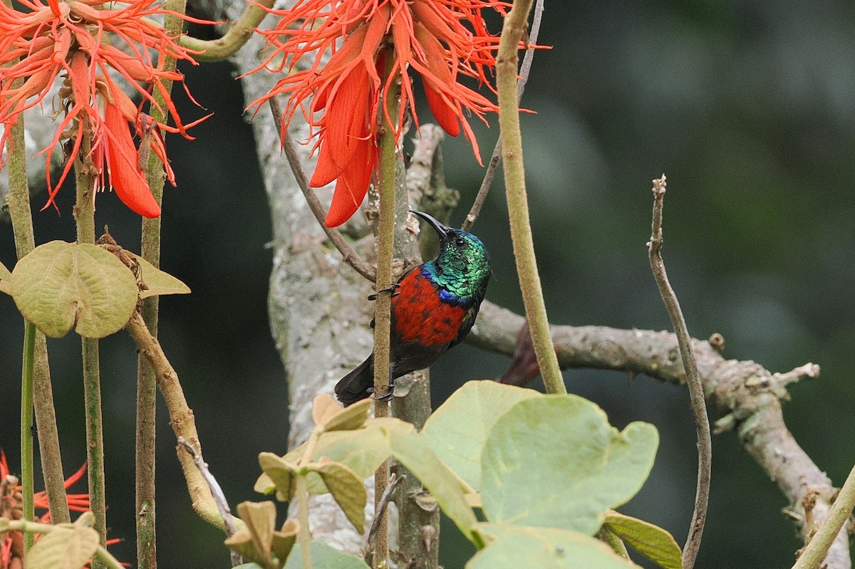 Northern Double-collared Sunbird - ML643631775