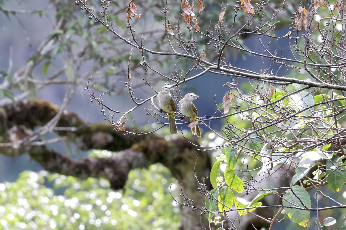 Bulbul à face pâle - ML643631786