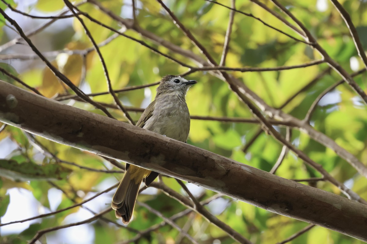 Bulbul à face pâle - ML643631787