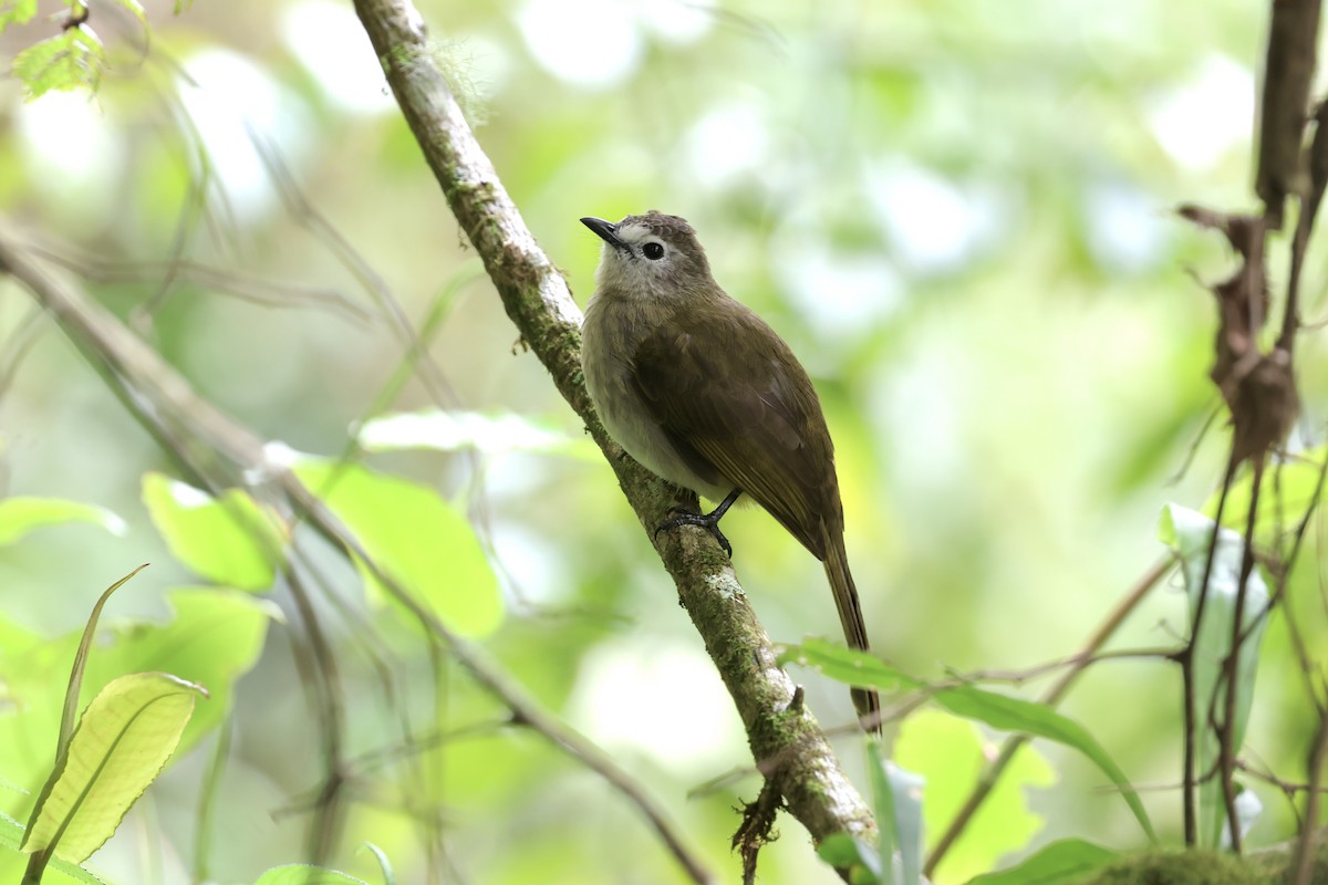 Bulbul à face pâle - ML643631788