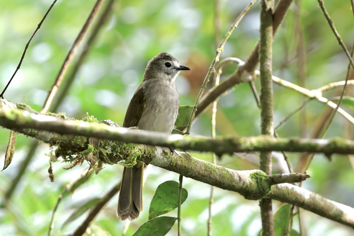 Bulbul à face pâle - ML643631789