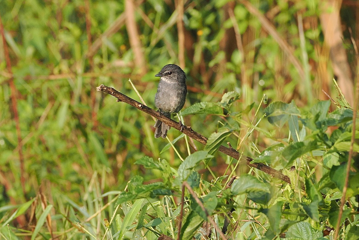 Dusky-blue Flycatcher - ML643631799
