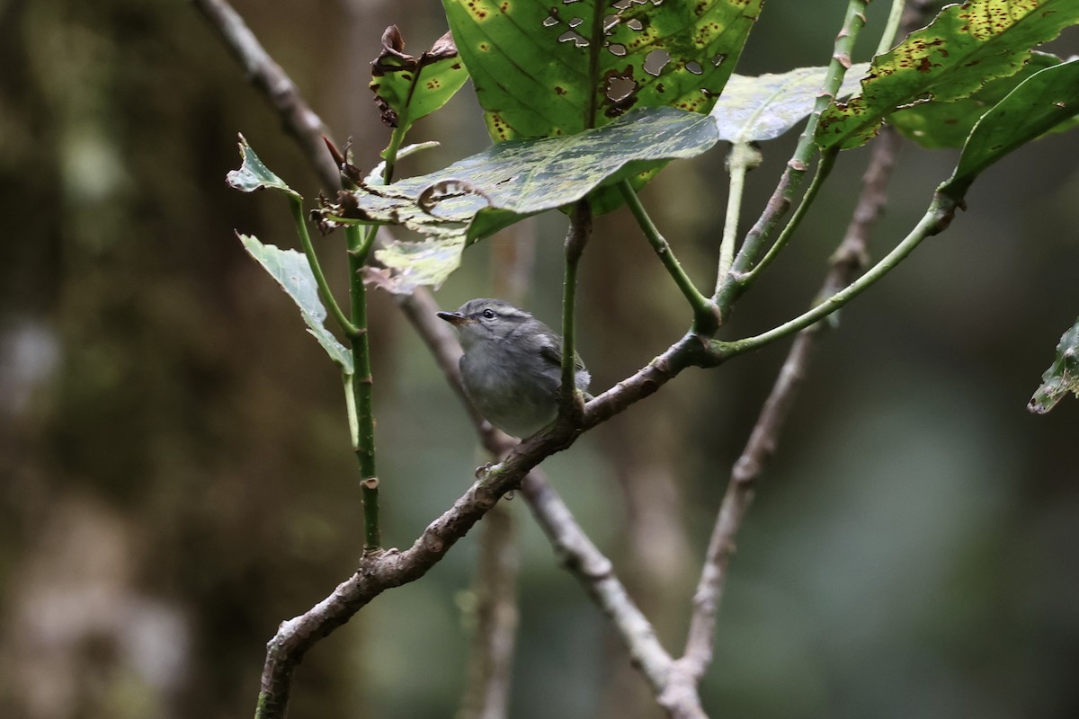 Mountain Leaf Warbler - ML643631800