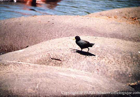 Black Crake - ML643631808