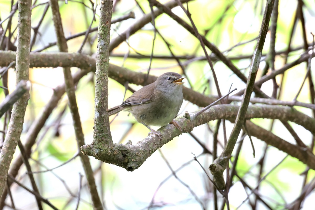 Aberrant Bush Warbler (Sunda) - ML643631810