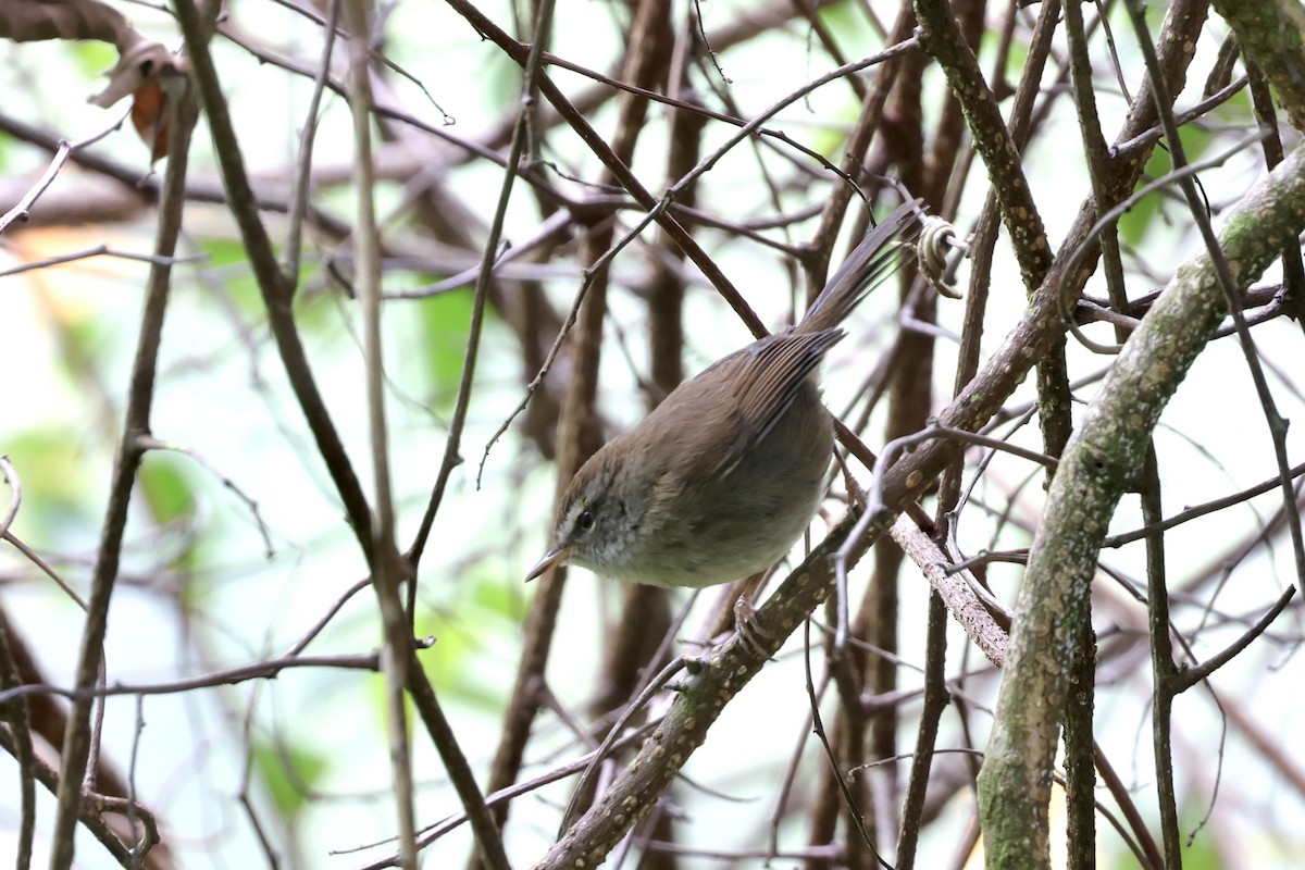 Aberrant Bush Warbler (Sunda) - ML643631811