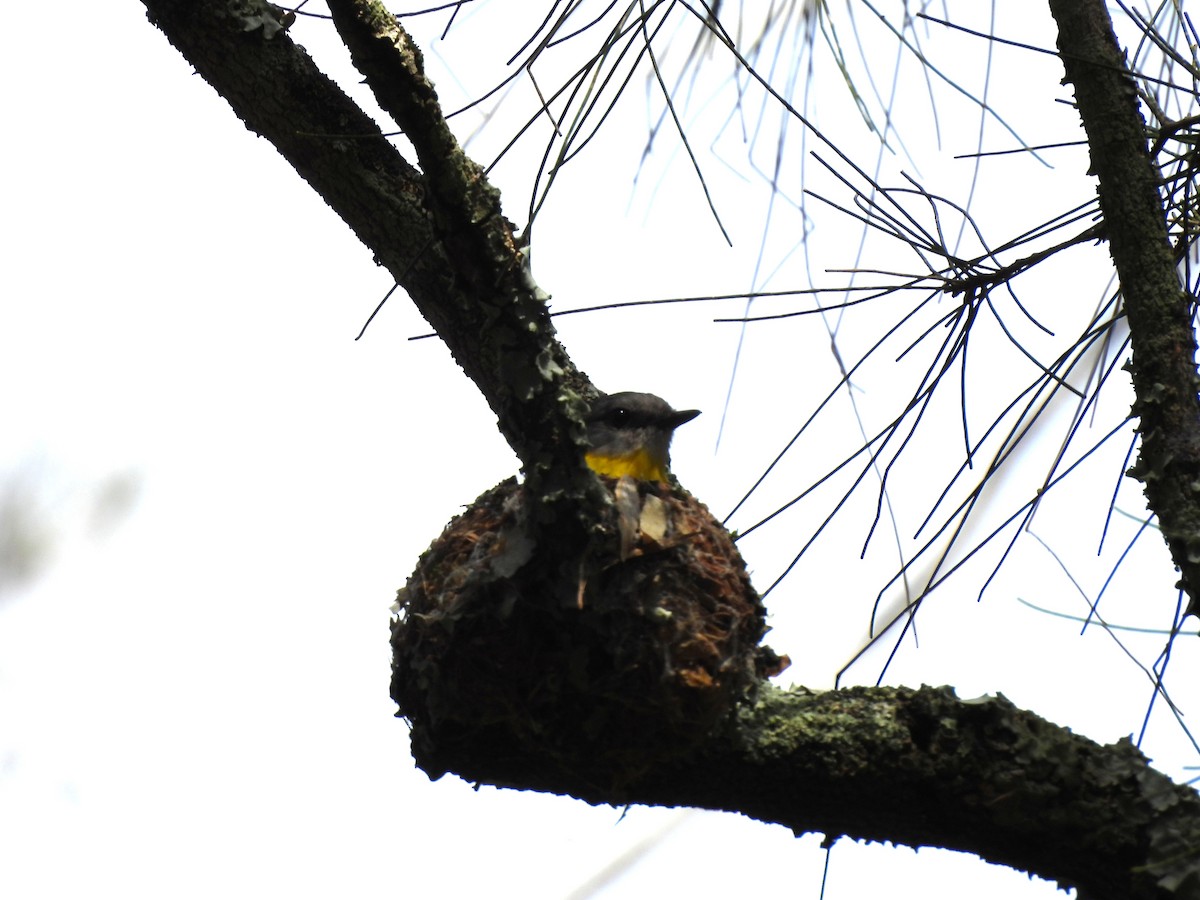 Eastern Yellow Robin - ML643631835