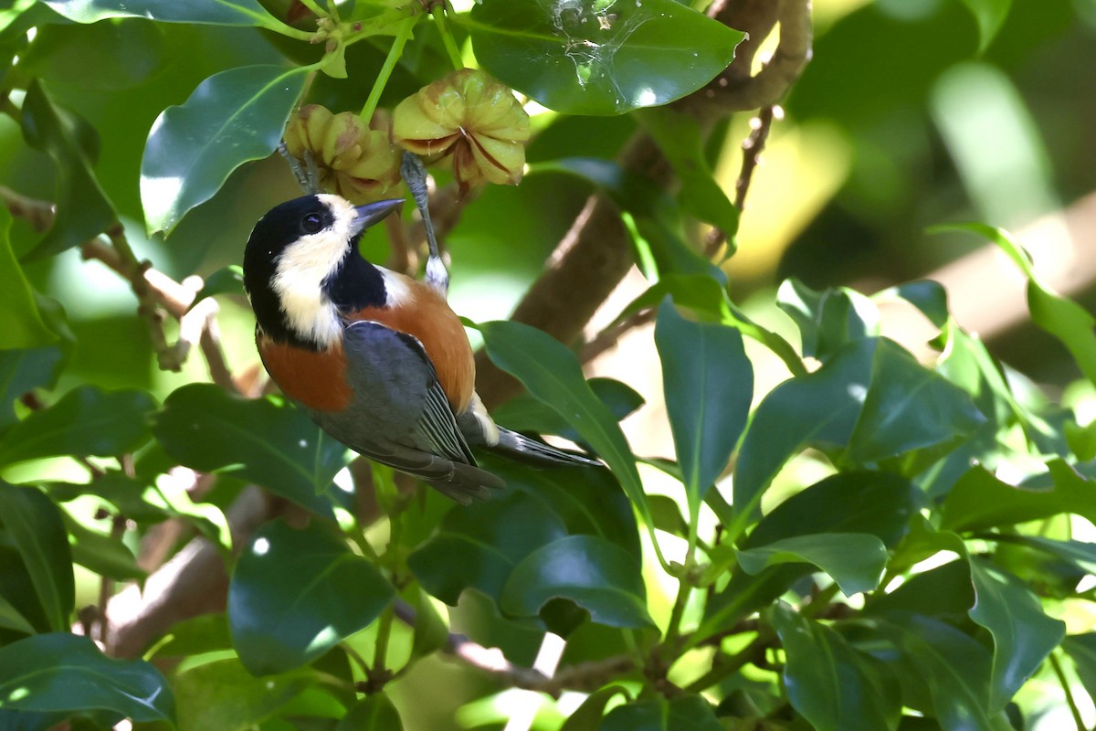 Varied Tit - ML643631837