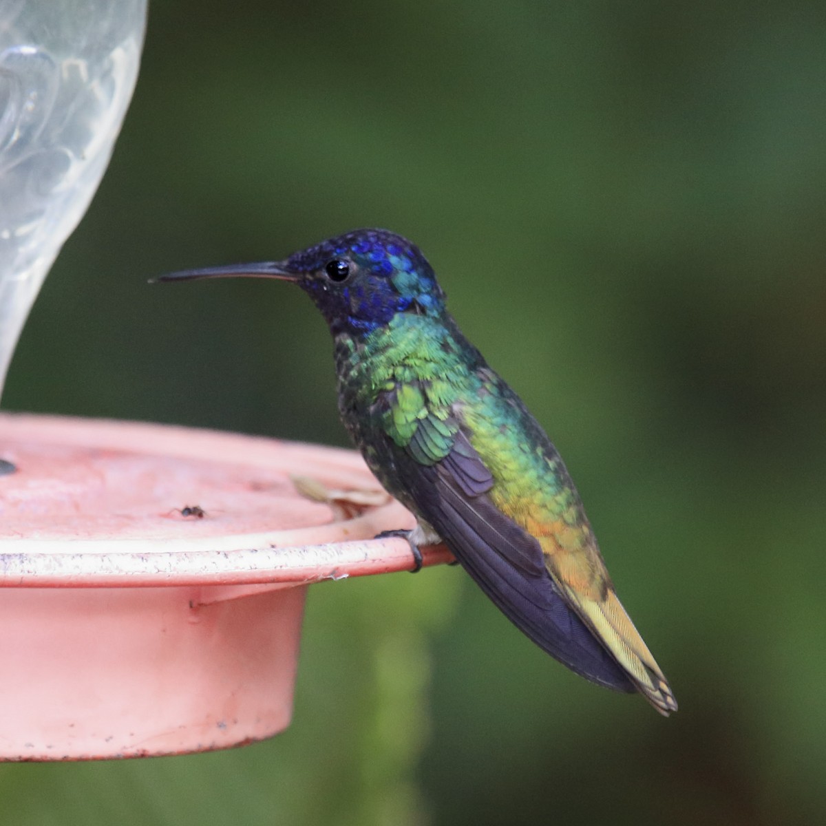Golden-tailed Sapphire - ML643631838