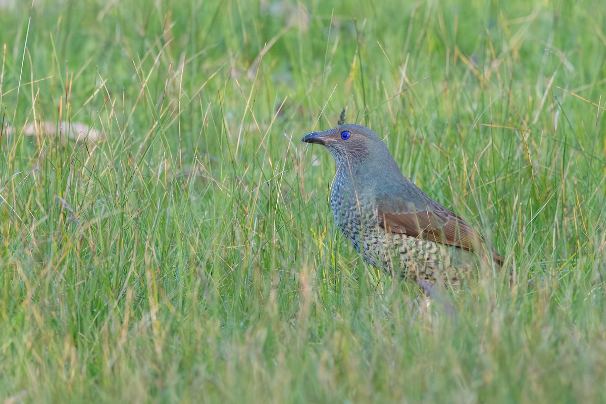Seidenlaubenvogel - ML643631877