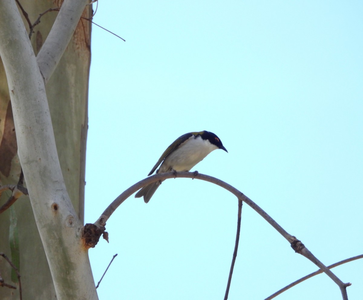 White-naped Honeyeater - ML643631878