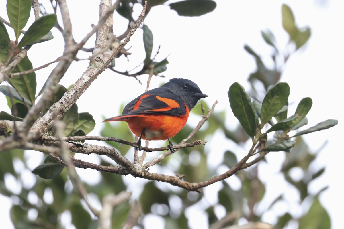 Gray-chinned Minivet (Gray-throated) - ML643631882
