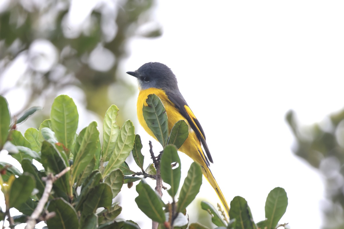 Gray-chinned Minivet (Gray-throated) - ML643631883