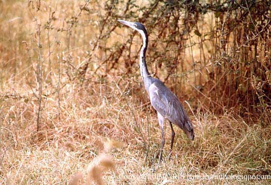Black-headed Heron - ML643631887