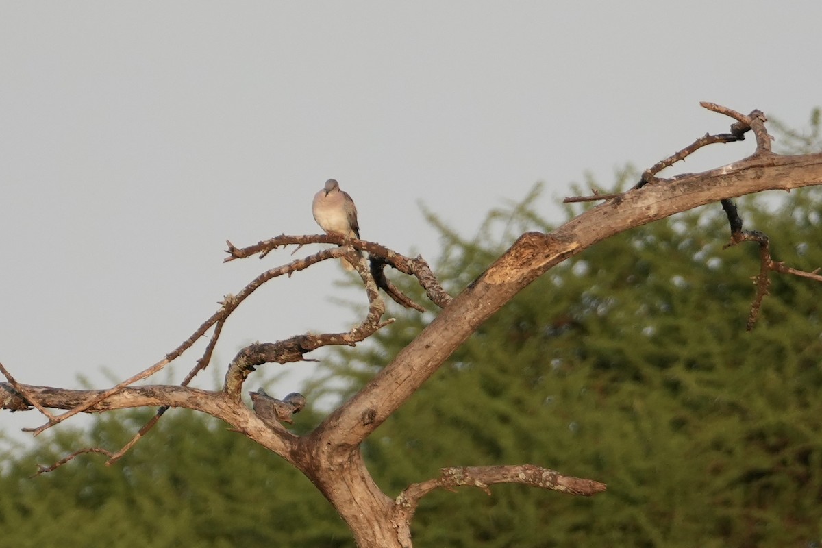 klagedue - ML643631891