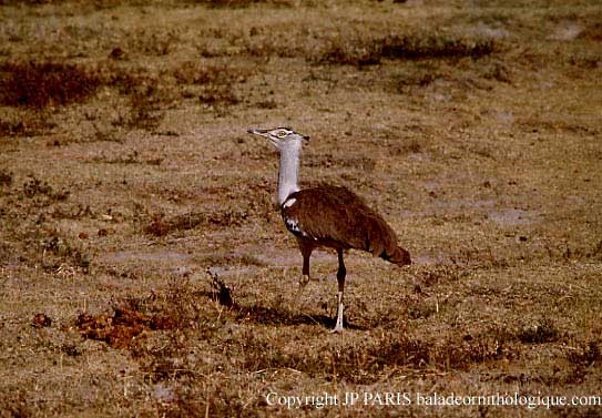 Kori Bustard - ML643631897