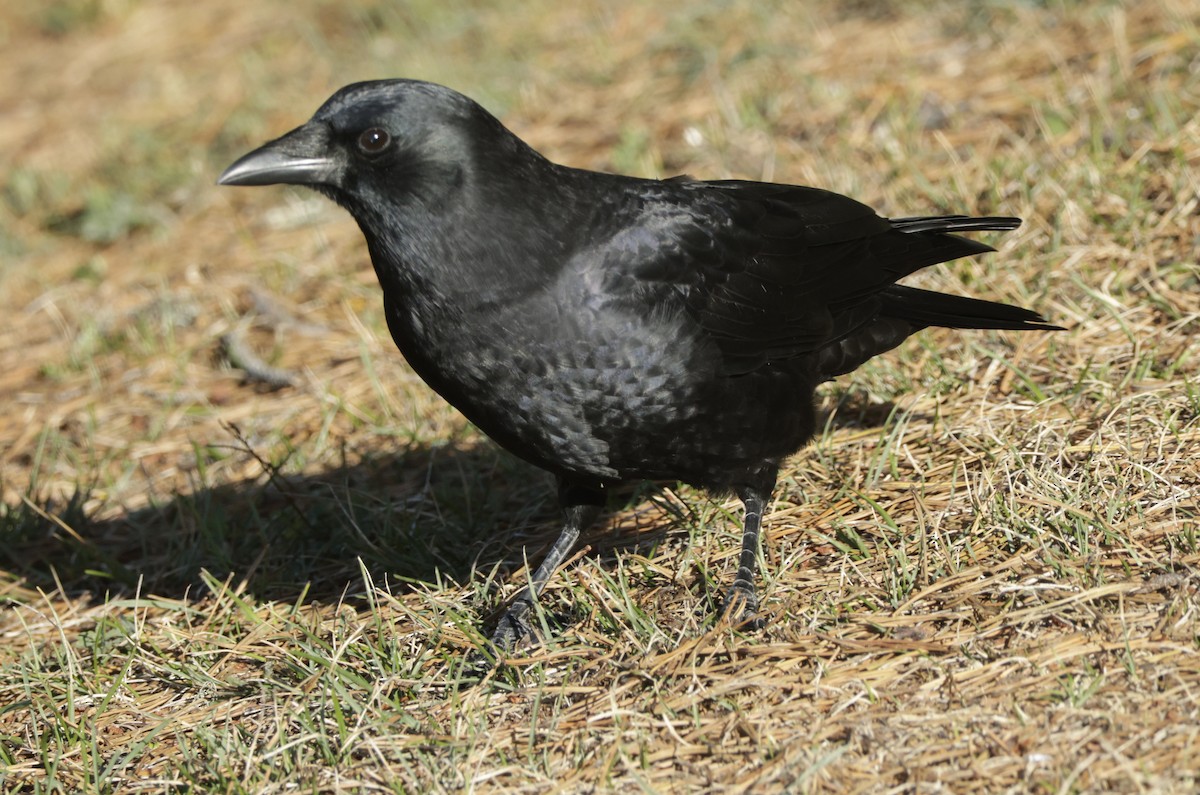 American Crow - ML643631898