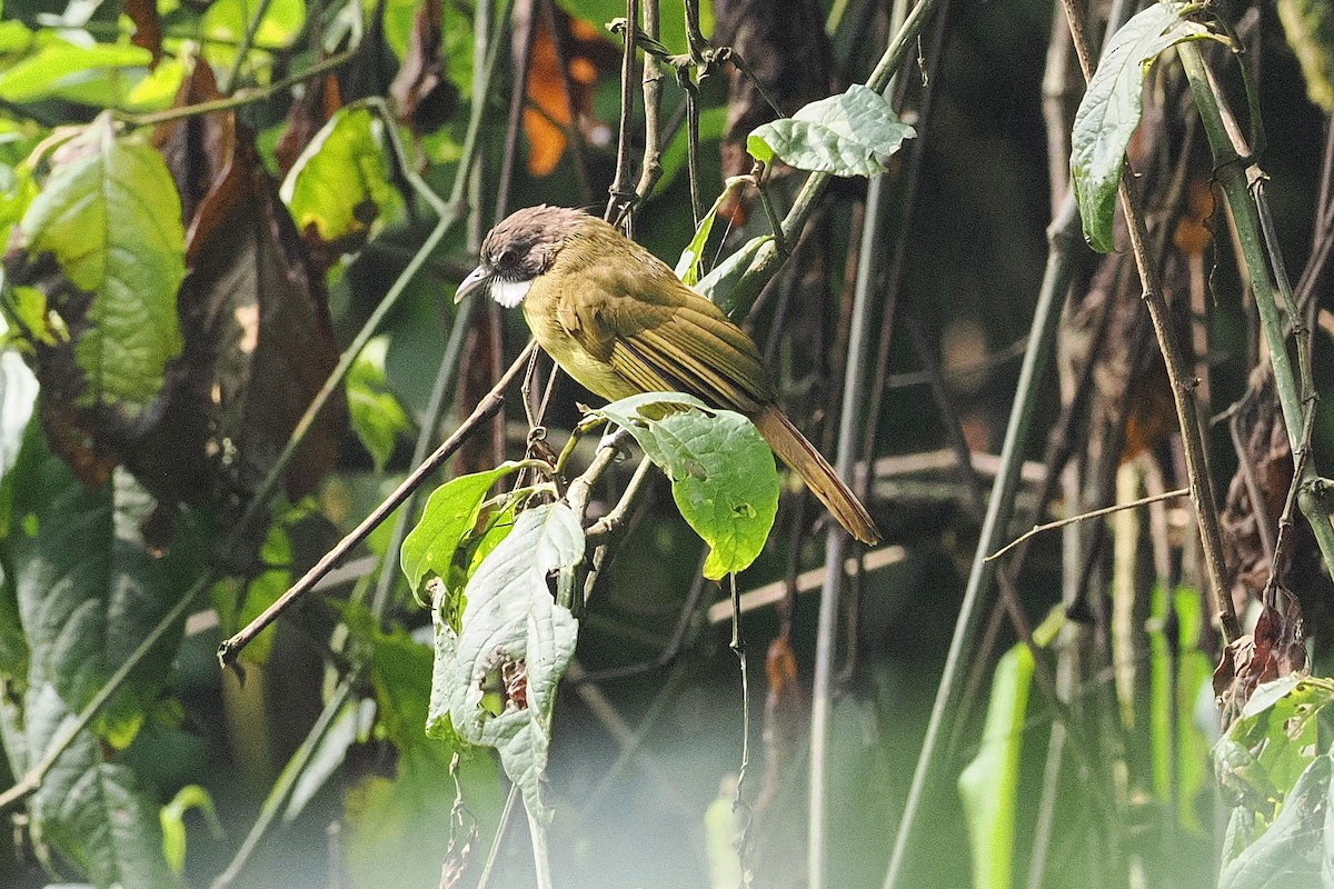 Red-tailed Greenbul - ML643631916