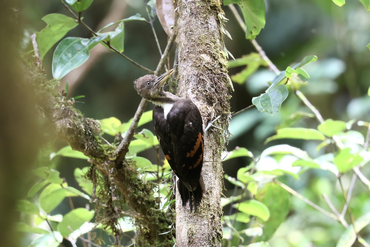 Orange-backed Woodpecker - ML643631922