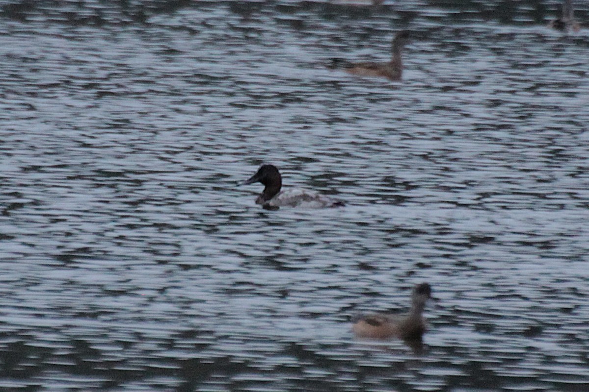 Canvasback - ML643631931