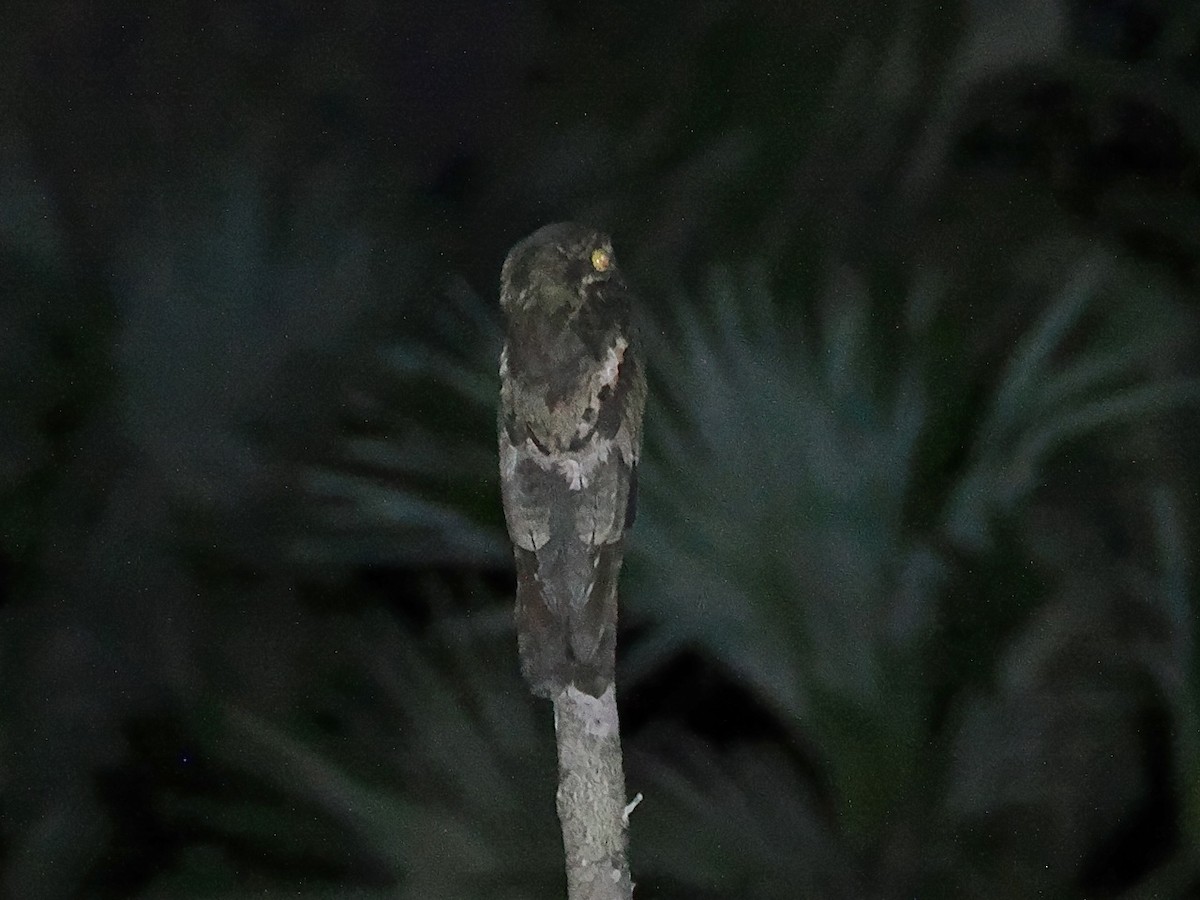 Common Potoo - ML643631933