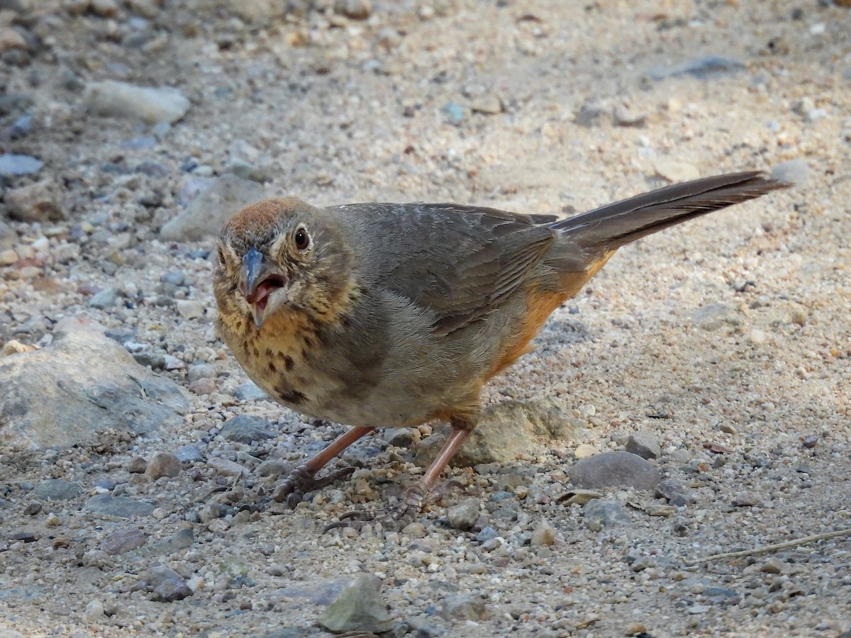 Canyon Towhee - ML643631935