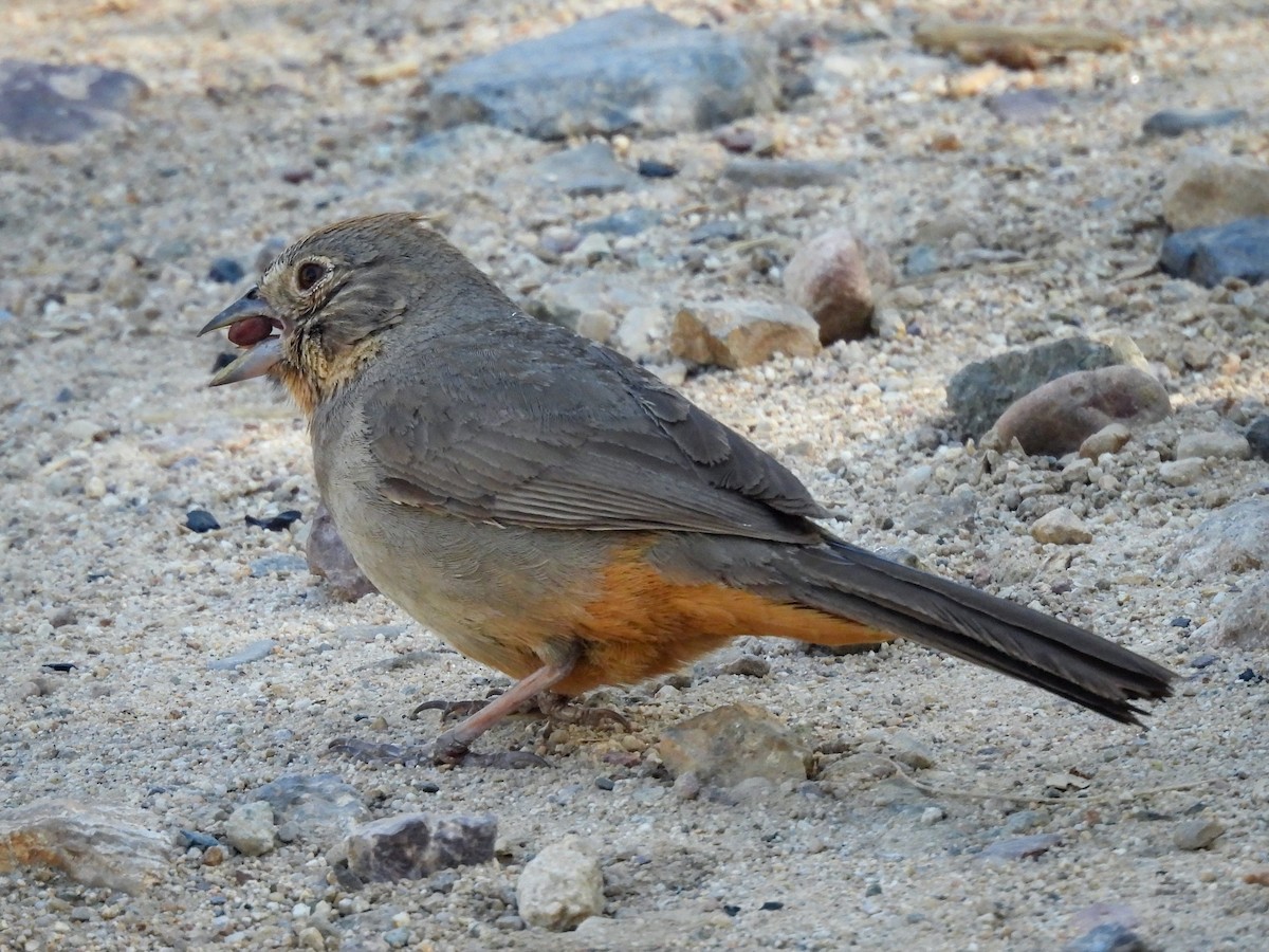 Canyon Towhee - ML643631936