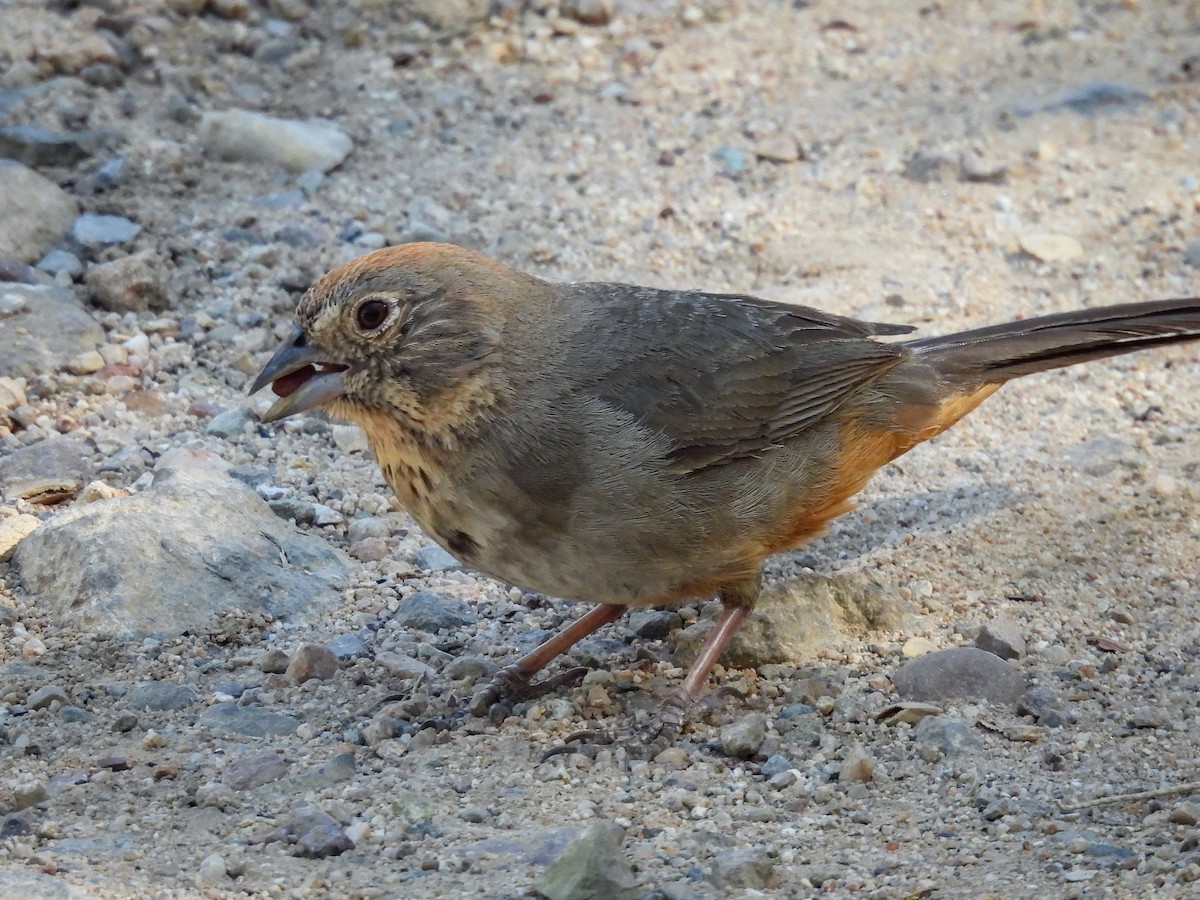 Canyon Towhee - ML643631937