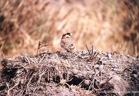 Fischer's Sparrow-Lark - ML643631973
