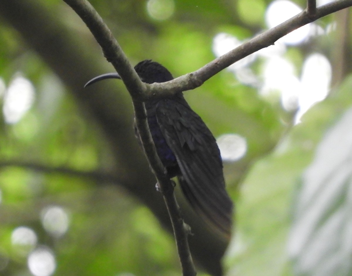 Colibrí Morado - ML643631977
