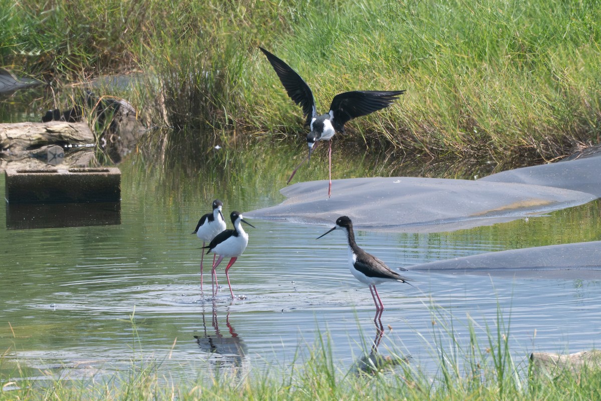 pisila černokrká (ssp. knudseni) - ML643631979