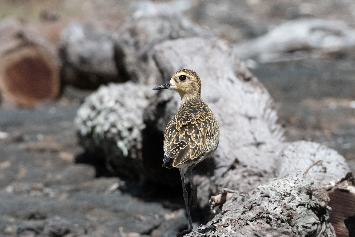 kulík pacifický - ML643631996