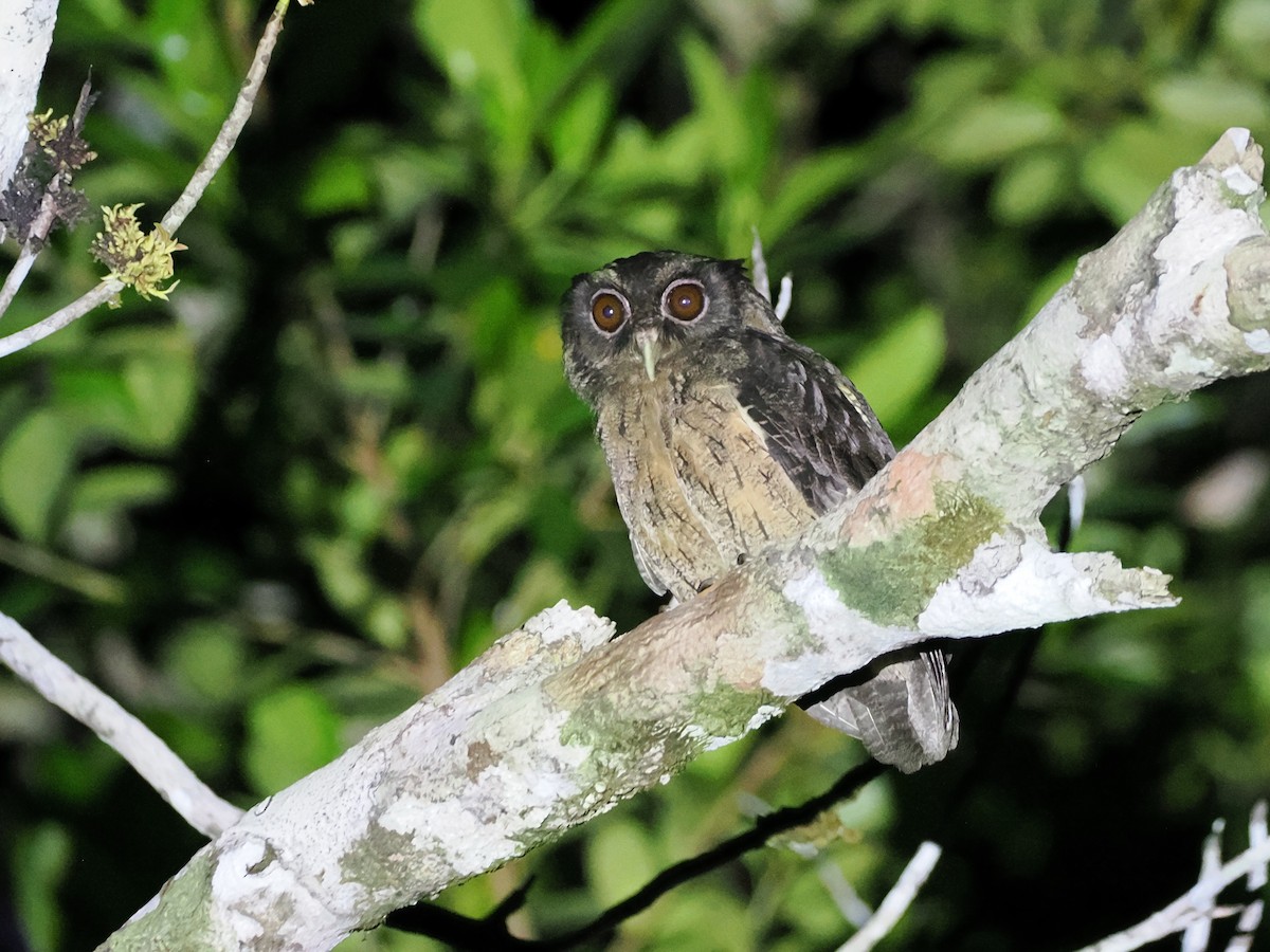 Tawny-bellied Screech-Owl (Northern) - ML643631997