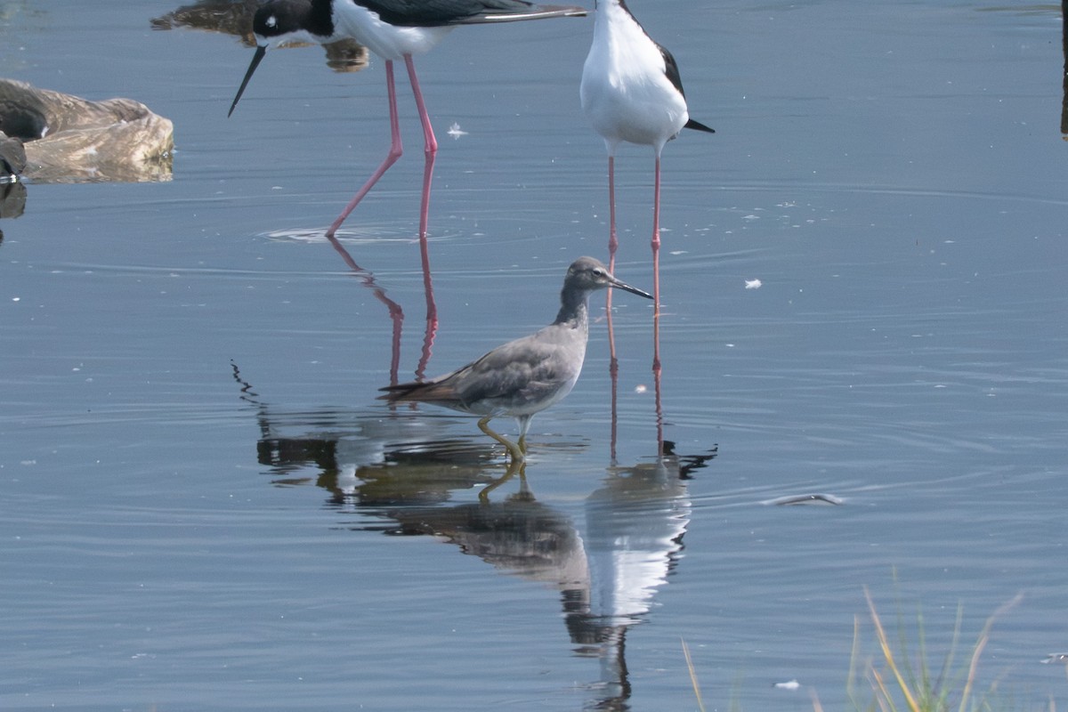 vodouš aljašský - ML643632002