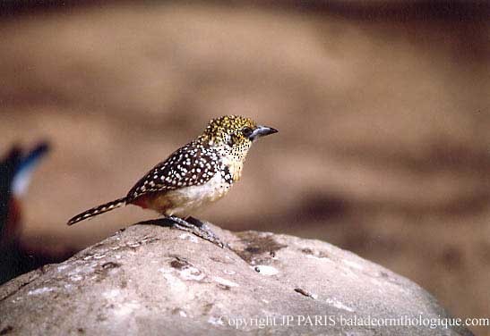 D'Arnaud's Barbet - ML643632003