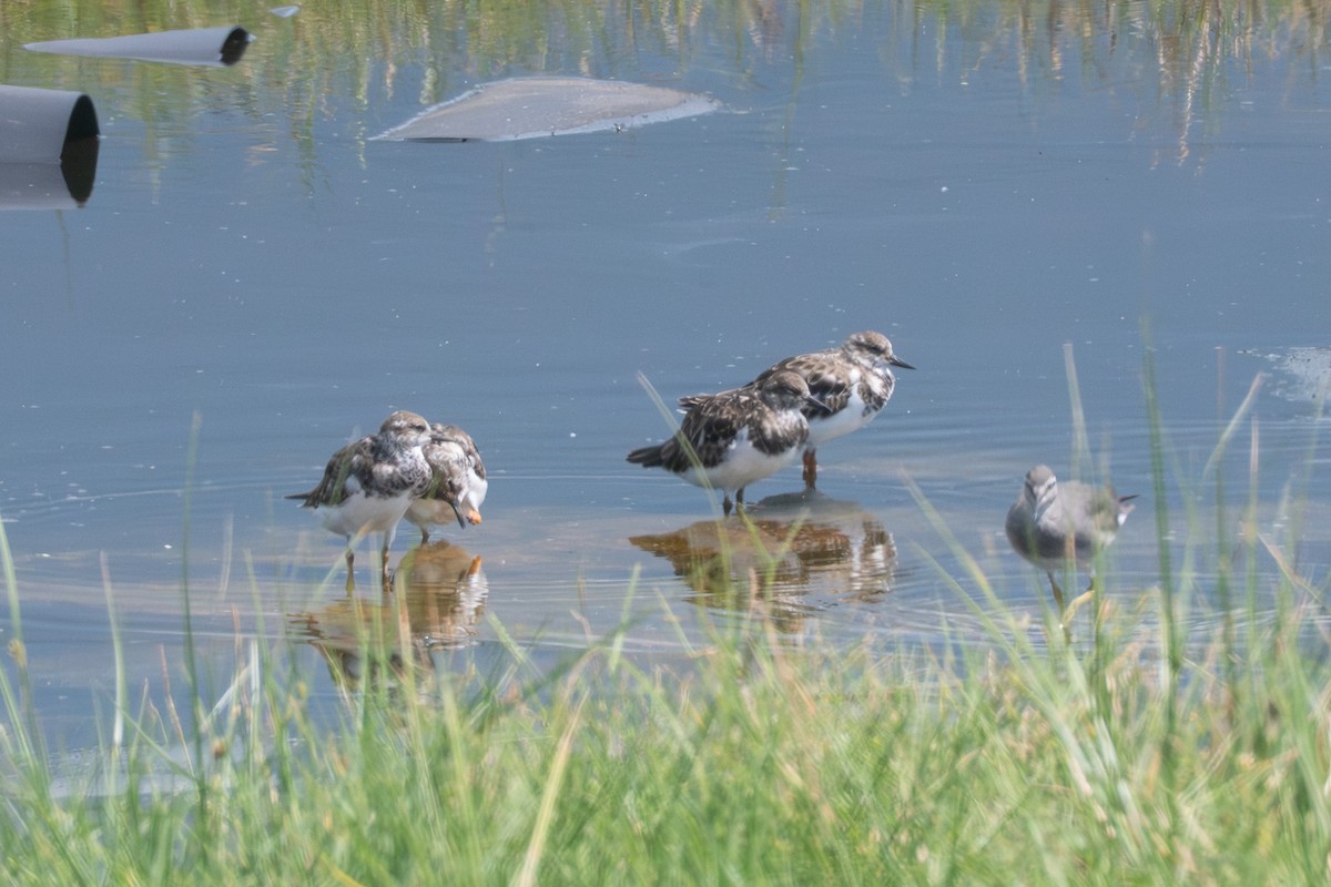 kamenáček pestrý - ML643632006