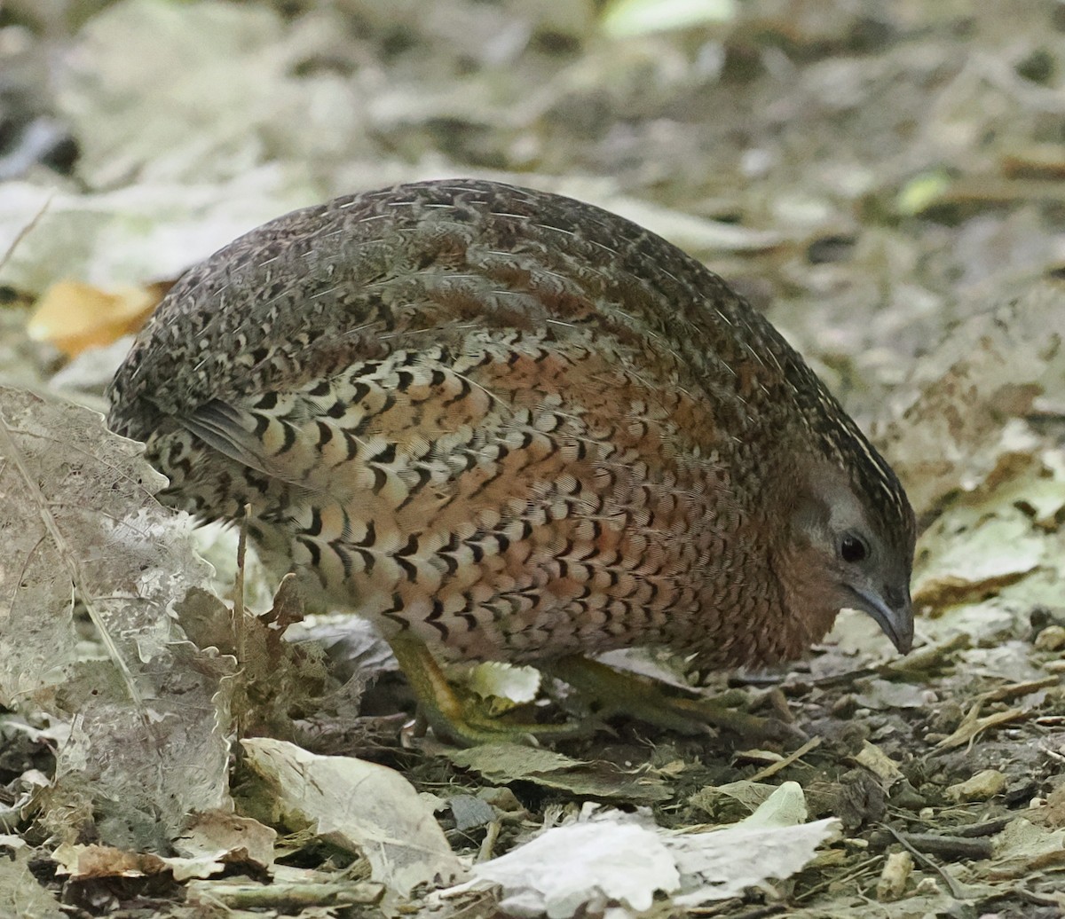 Brown Quail - ML643632007