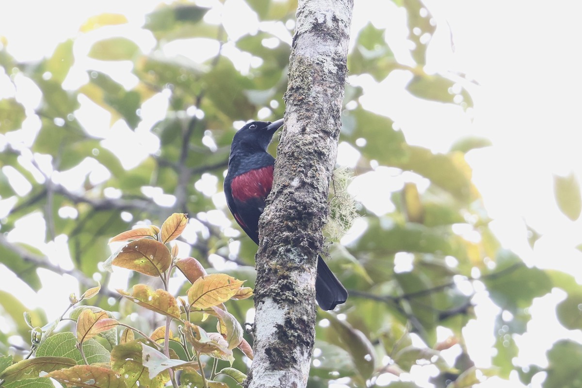 Black-and-crimson Oriole - ML643632009