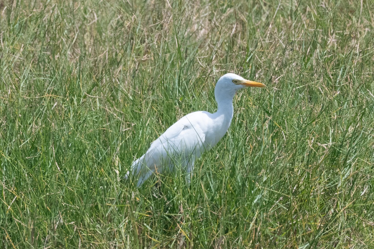 volavka rusohlavá - ML643632011
