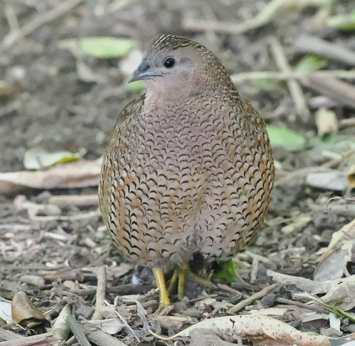 Brown Quail - ML643632012