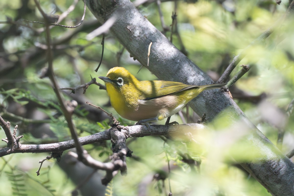 Warbling White-eye - ML643632015