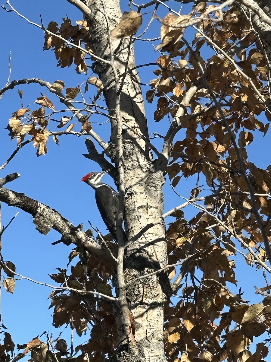 Pileated Woodpecker - ML643632024