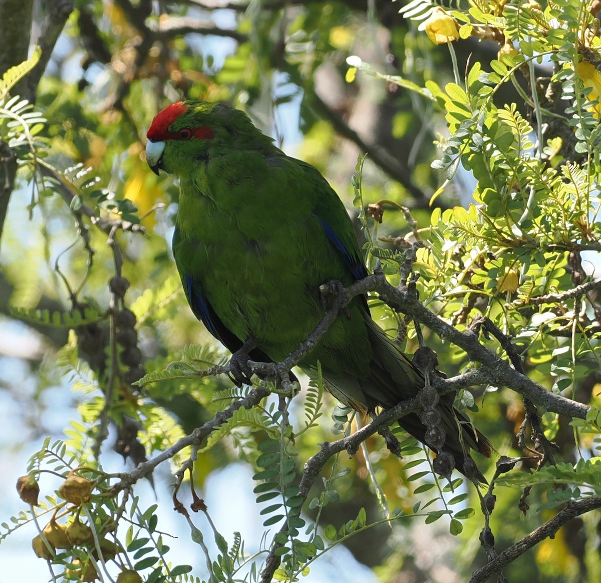 Ziegensittich - ML643632028